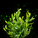 zKelp
