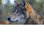 The Wolf Pack /stop slenders and c and p