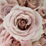 Flowers. <3