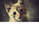 .Meow.