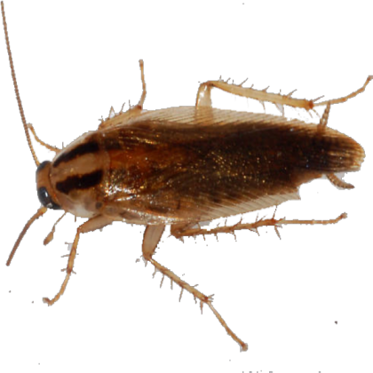 German Roach Transparent Roblox decal