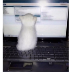 cool kittydog
