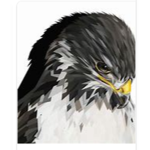 Unique falcons