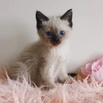 Kitten Mitten