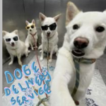Doge Delivery Service