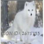 Friends Of The Artic Fox