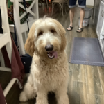 Maisie the dog