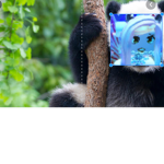 Hannah the panda!
