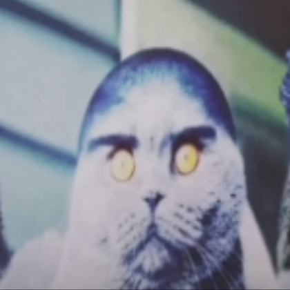 Folk Cat Skybox