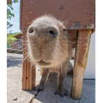 Church of Capybara