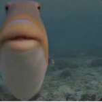 FFA (federal fish army)