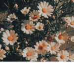 EmilyPlayzRobloxX