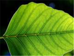 Leaf Clan