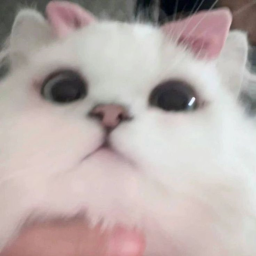 ⋆˚🐾˖°