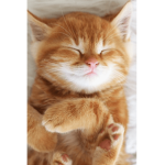sussy cat group meow sus