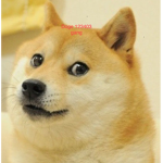 Doge ###### gang