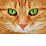 les chats les pros comme floopa:D