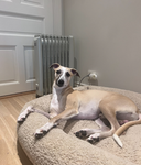 Please Support my dog