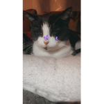 Eval_catss