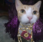 Dapper Cat Studio