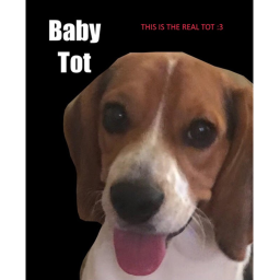 The Tot Fan Club Hangout