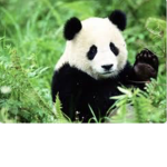 Cute_Pandas