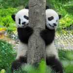 chunky panda