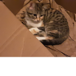 Cute cats army vs puppy's