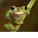 Amphibian_frogz