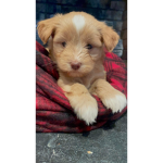 Greyson puppy