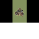 Froggys gang