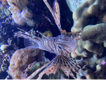 Fishy feeling gang