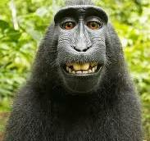MONKEY_MONSTERS