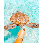 ~Sea Life Saving~