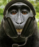 MonkeGamingCorp