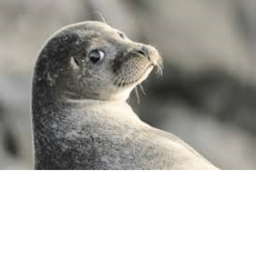 SealFam obby