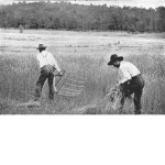 The farming saiyans