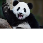 #Panda squad -_-