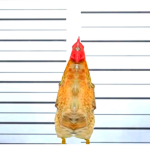 EL POLLO LOQUENDERO