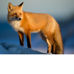 Fox Squad~