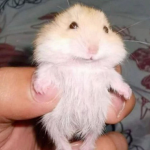 HammyHamster
