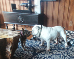 MY DOGOS!