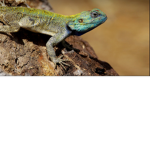 Scaly friends