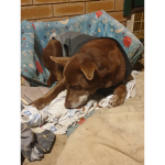 Australian Kelpie Squad