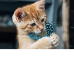 Kittens in the kitchen