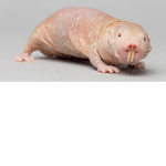 mole rat