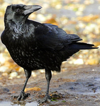 - Crow -