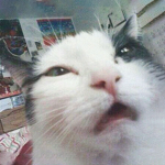 ~-cats-~