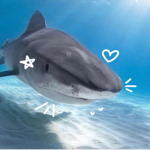 Silver’s Sharks