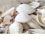 Shell club